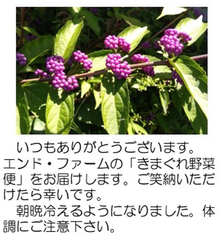 紫式部